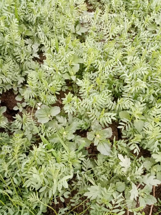 السلام عليكم عدس عمره ٥٠ يوم فيه حشائش عريضه هل فيه رش للعريضه بحيث ميضرش العدس ارجو الافاده